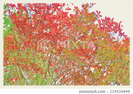 Illustration of autumnal maple leaves 114310449