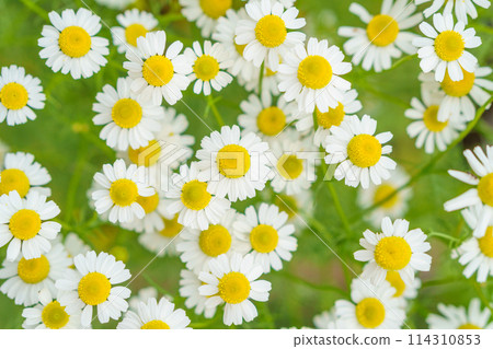 盛開的洋甘菊背景 114310853
