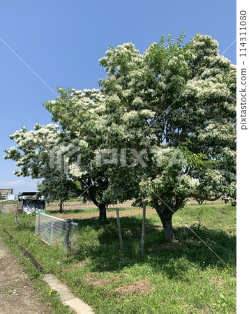 Honeybird Honeybird 114311080