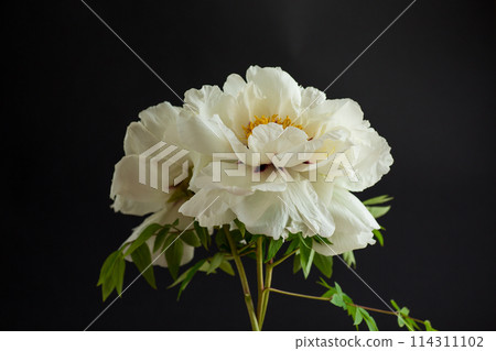 White tree peony flower, isolated on black background White tree peony flower, isolated on black background 114311102