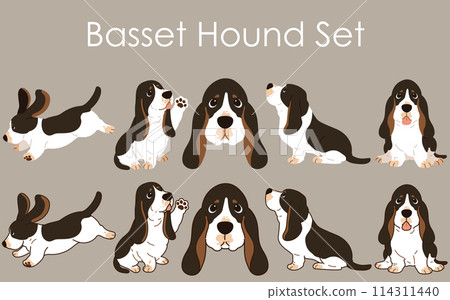 A simple and cute tri-colored Basset Hound illustration set with and without main lines A simple and cute tri-colored Basset Hound illustration set with and without main lines 114311440