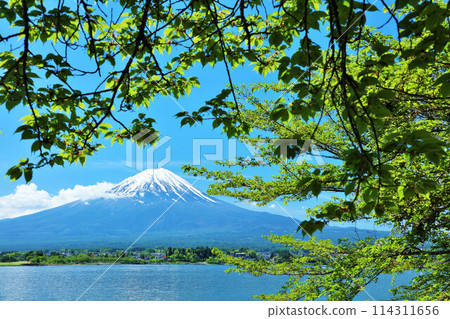 Early summer blue sky and fresh green scenery, and Mt. Fuji 114311656