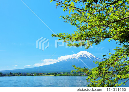 Early summer blue sky and fresh green scenery, and Mt. Fuji 114311660