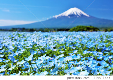 Early summer blue sky and nemophila scenery, and Mt. Fuji Early summer blue sky and nemophila scenery, and Mt. Fuji 114311663