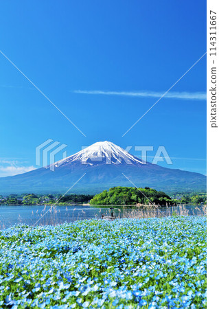Early summer blue sky and nemophila scenery, and Mt. Fuji 114311667