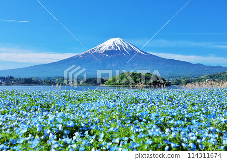 Early summer blue sky and nemophila scenery, and Mt. Fuji Early summer blue sky and nemophila scenery, and Mt. Fuji 114311674