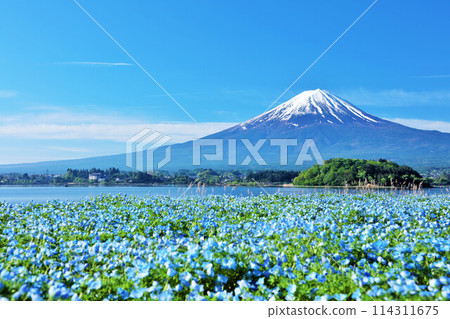 初夏的藍天和nemophila風景,以及富士山 初夏的藍天和nemophila風景,以及富士山 114311675
