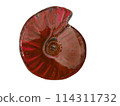 Illustration of ammonite fossil (red) 114311732