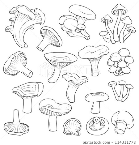 Various mushrooms set. Black and white isolated. Vintage. Vector illustration 114311778