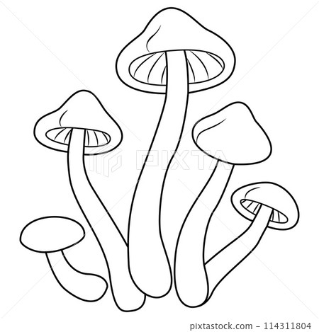 Honey agaric. Fresh shimeji mushrooms. Black and white isolated. Vintage. Vector illustration Honey agaric. Fresh shimeji mushrooms. Black and white isolated. Vintage. Vector illustration 114311804