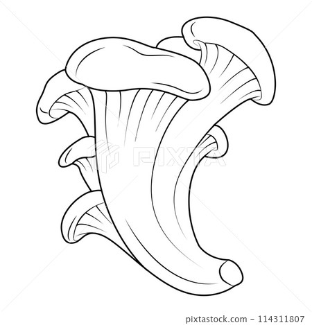 Oyster mushrooms. Black and white isolated. Vintage. Oyster mushrooms. Black and white isolated. Vintage. 114311807