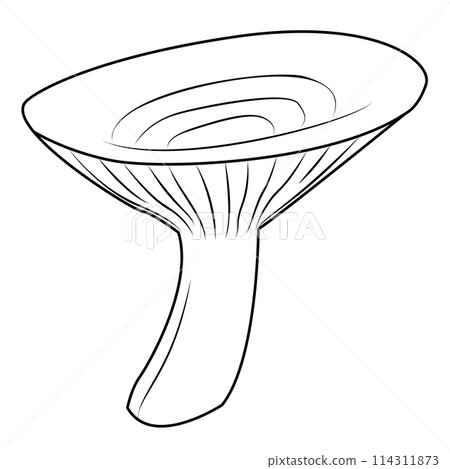 milk mushrooms. Black and white isolated. Vintage. Vector illustration 114311873