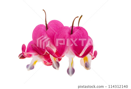 dicentra flowers isolated dicentra flowers isolated 114312140