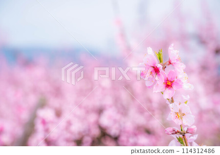 桃花開春 114312486