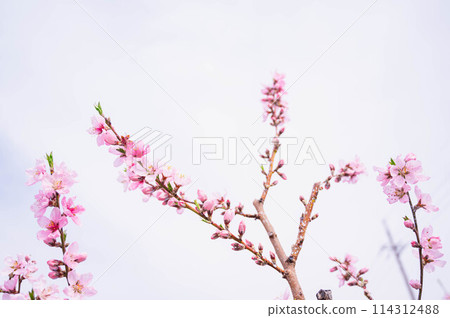  Peach blossoms 114312488