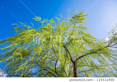 Looking up at the fresh green willows 114312490