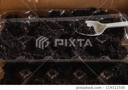 Growing seedlings using egg cartons with soil 114312500