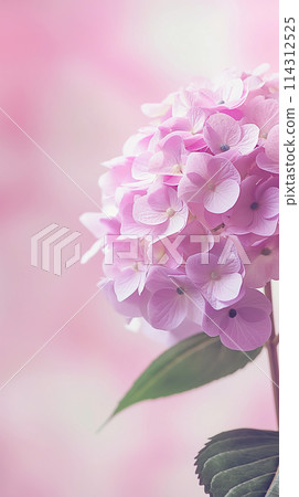 可愛的粉紅色繡球花 114312525