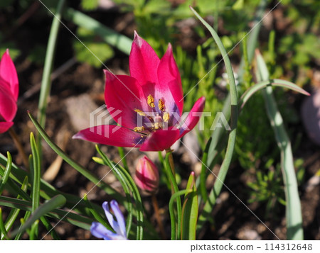 Tulip 114312648