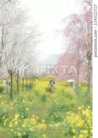 強姦花朵和櫻花 強姦花朵和櫻花 114312717