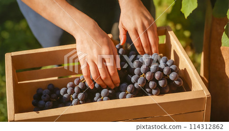 Harvesting Fresh Grapes in Vineyard 114312862