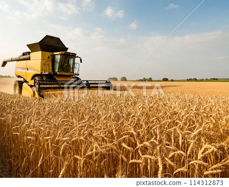 Harvesting Machine in Wheat Field 114312873