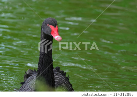 Black swans swimming in the moat of Marugame Castle 114312893