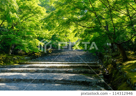 Fresh green leaves on the horse riding ground 114312946