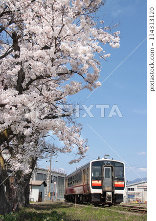 Kiha E120 series diesel railcar (JNR retro color) standing in a depot decorated with cherry blossoms in full bloom_Photo taken on April 18, 2024 114313120