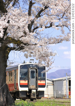 Kiha E120 series diesel railcar (JNR retro color) standing in a depot decorated with cherry blossoms in full bloom_Photo taken on April 18, 2024 Kiha E120 series diesel railcar (JNR retro color) standing in a depot decorated with cherry blossoms in full bloom_Photo taken on April 18, 2024 114313122
