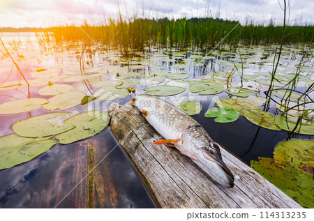 Freshwater Northern pike fish know as Esox Lucius on vintage wooden jetty 114313235