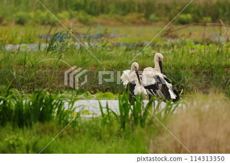 A pair of storks preening in the same pose 114313350