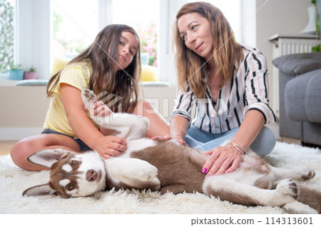 Mother and daughter sitting on carpet playing with her Siberian Husky puppy. Concept family with dog Mother and daughter sitting on carpet playing with her Siberian Husky puppy. Concept family with dog 114313601