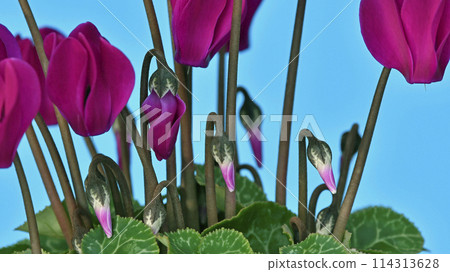 Bright reddish purple cyclamen (fix shooting) Bright reddish purple cyclamen (fix shooting) 114313628