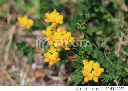 Lotus japonicus, which produces plump yellow flowers 114314051