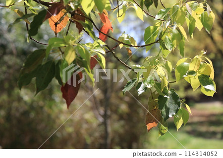 Leaves shining in the spring sunlight Leaves shining in the spring sunlight 114314052