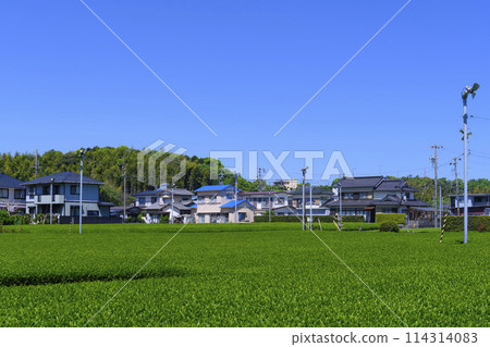 Spring tea fields in Iwata, Shizuoka Prefecture Spring tea fields in Iwata, Shizuoka Prefecture 114314083