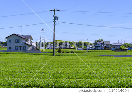 靜岡縣岩田市的春茶園 靜岡縣岩田市的春茶園 114314094