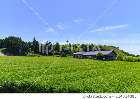 靜岡縣岩田市的春茶園 靜岡縣岩田市的春茶園 114314095
