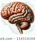 Anatomical brain illustration 114314104