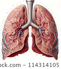 Anatomical illustration of the lungs 114314105