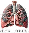 Anatomical lung illustration 114314106