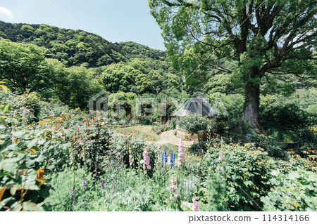 《Shizuoka Prefecture》 ACAO FOREST in Atami: A perfect spot for social media: the English Rose Garden 114314166