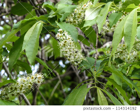 內水櫻,一種像刷子的櫻花 內水櫻,一種像刷子的櫻花 114314192