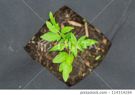 Tomato seedlings in the ground growing from holes in agrofibre Tomato seedlings in the ground growing from holes in agrofibre 114314284
