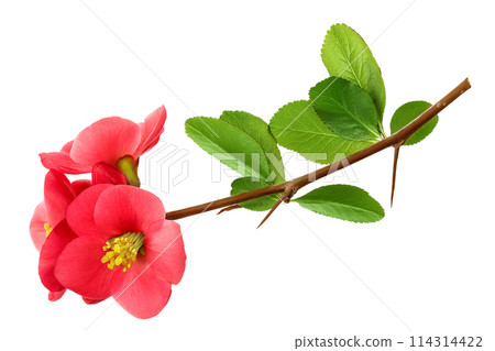 Chaenomeles speciosa or japanese quince flower isolated on white background 114314422