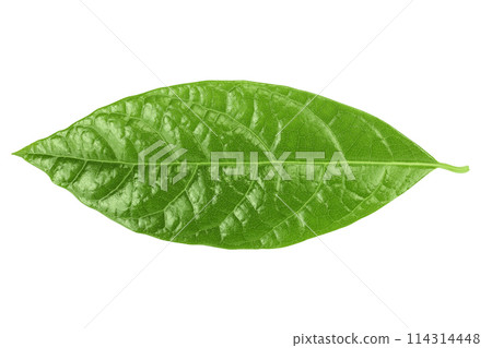 Leaf of avocado isolated on white background. Top view. Flat lay Leaf of avocado isolated on white background. Top view. Flat lay 114314448