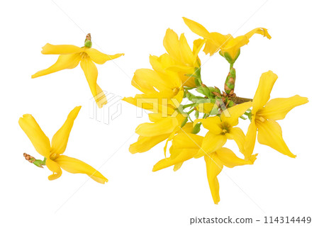 Forsythia yellow flowers blooming isolated on white background. Top view. Flat lay 114314449