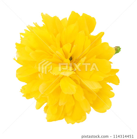 Yellow flower of kerria japonica isolated on white background. Top view. Flat lay 114314451