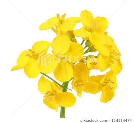 Rapeseed flowers isolated on white background, Top view. Flat lay 114314474